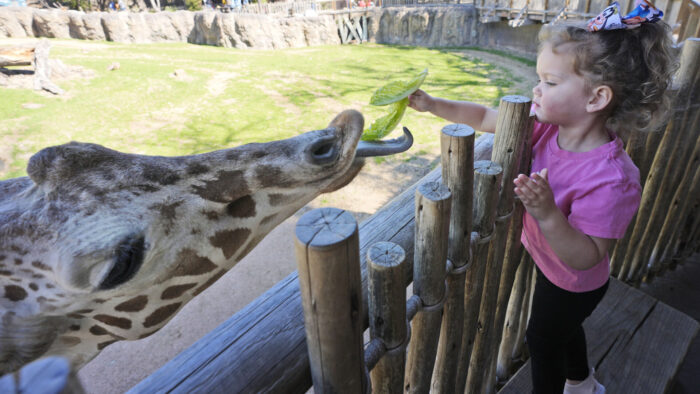 Giraffe Picks Up Toddler At Texas Safari Park